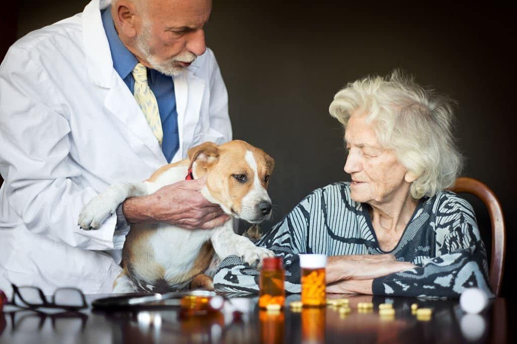 Pet therapy for the elderly: what are its benefits?